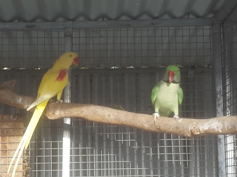Alexandrine lutino cock bird