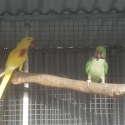 Alexandrine lutino cock bird
