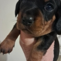 DASHALIER PUPPIES