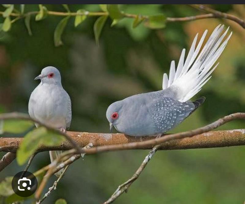 Cock diamond dove