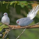 Cock diamond dove