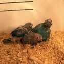 Turquoise green cheek conures