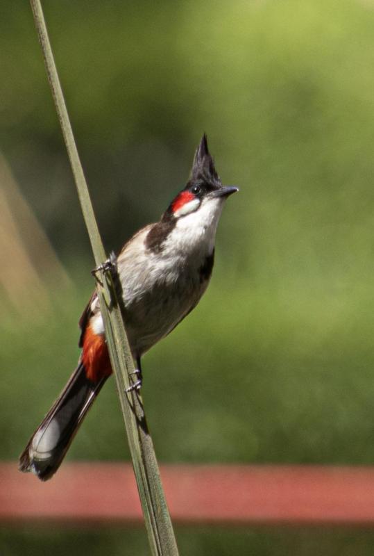 Looking for Bulbul Birds. Anywhere