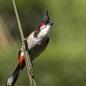 Looking for Bulbul Birds. Anywhere