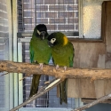 Yellow Collared Macaw Breeding Pair