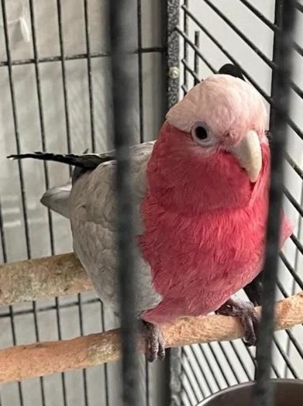 Galah Chick just weaned.