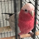 Galah Chick just weaned.