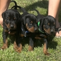 Pedigree Full European Doberman pups Imp Bloodlines