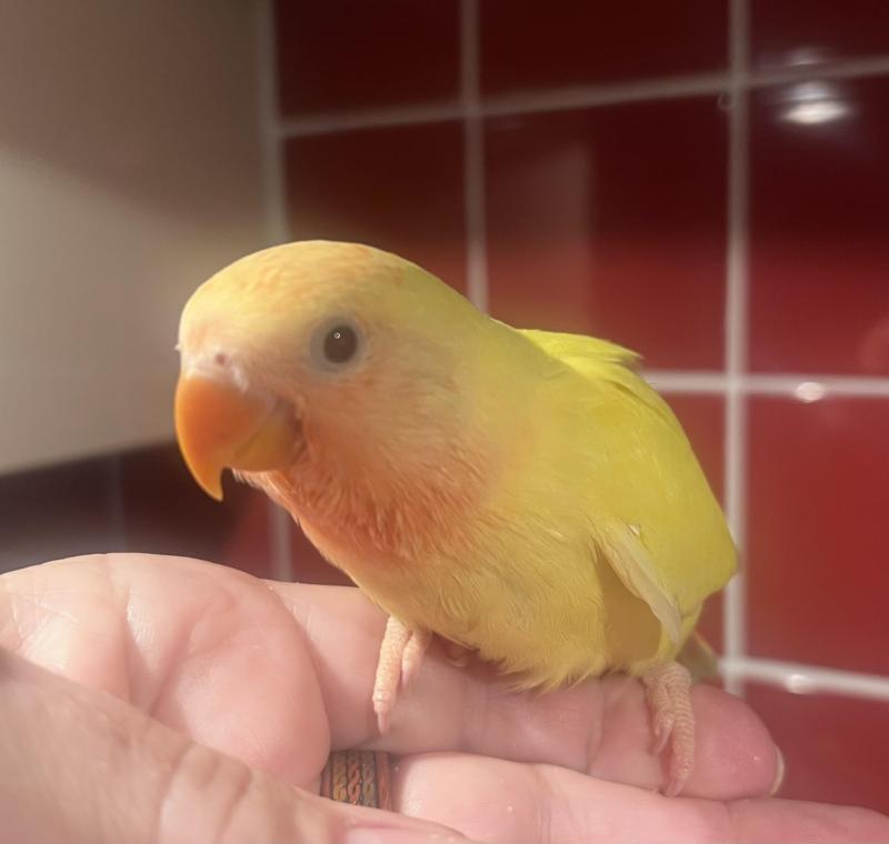 Hand Raised Peachfaces/Lovebirds9 Weeks Old