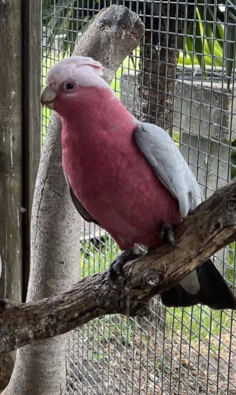 Galah Cock