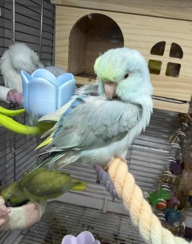 Hand-raised Pacific Parrotlet 9 weeks old