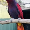 Vosmaeri Eclectus pair