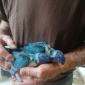 Hand raised blue lorrikeets