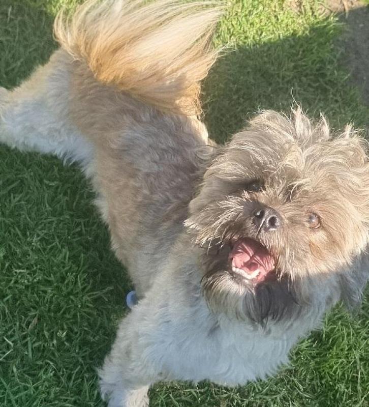Shih-poo male  1 year old needs loving home