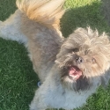 Shih-poo male  1 year old needs loving home