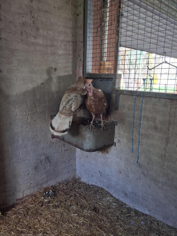 Bourbon red turkey hens