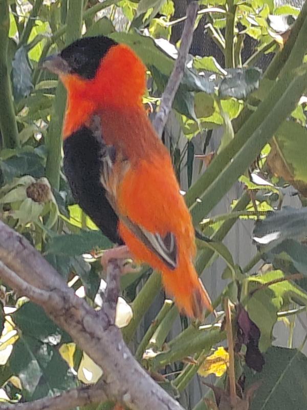 Orange Bishop Weaver
