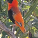 Orange Bishop Weaver