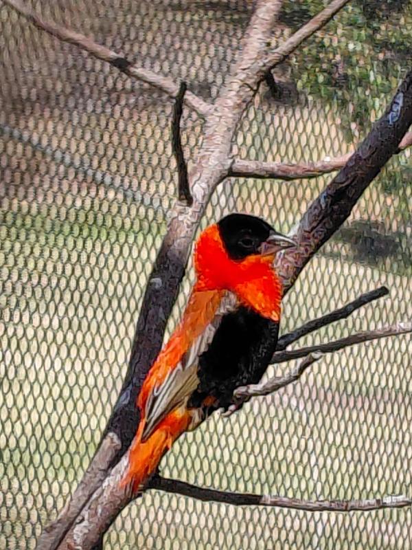 Orange Bishop Weavers.