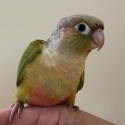 Swap/Sell - Handraised GC Conures - Negotiable
