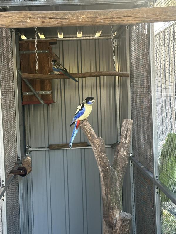 Looking For Northern Rosella Hens