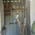 Looking For Northern Rosella Hens