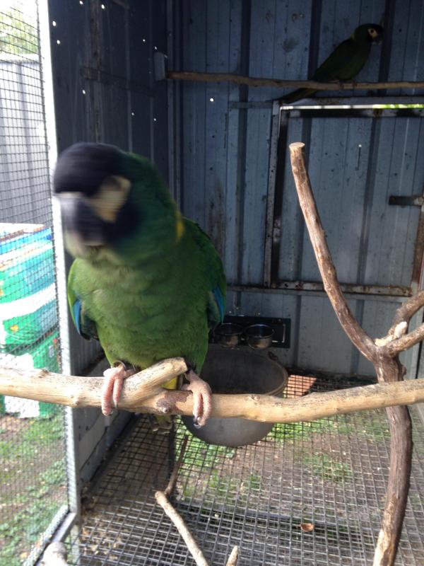 Yellow collared macaw pair