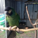 Yellow collared macaw pair