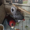 Hand raised African Grey and Eclectus