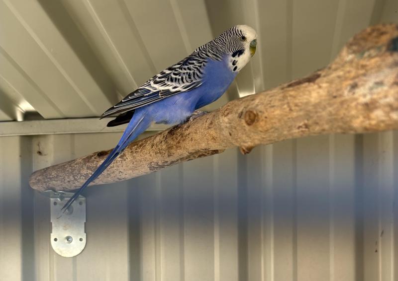 Male Budgie