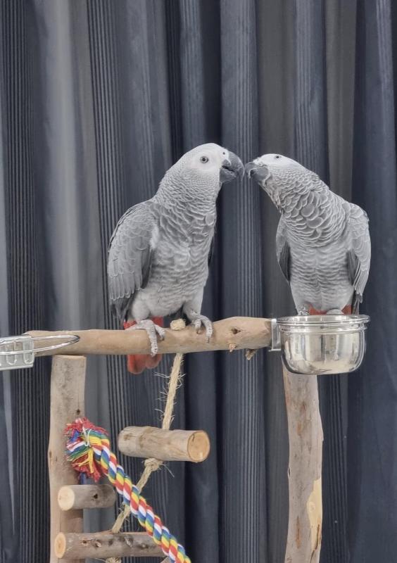 Congo Africa Grey Hand-Raised Babies