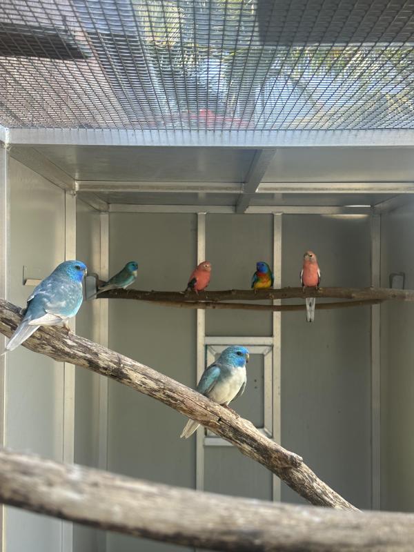 All sold thank you Bourke and scarlet chested parrots available