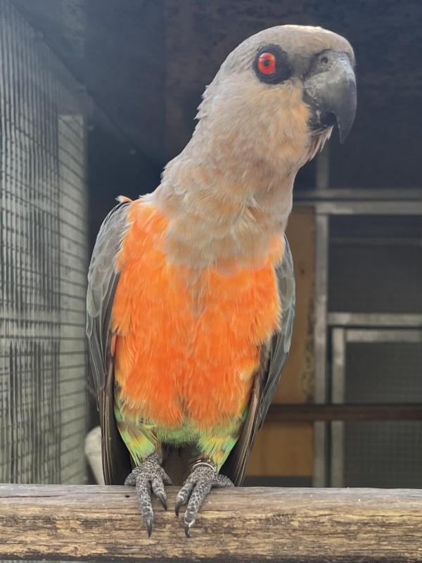 Red Bellied Parrot