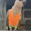 Red Bellied Parrot