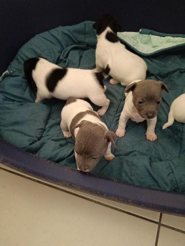 mini foxy pups