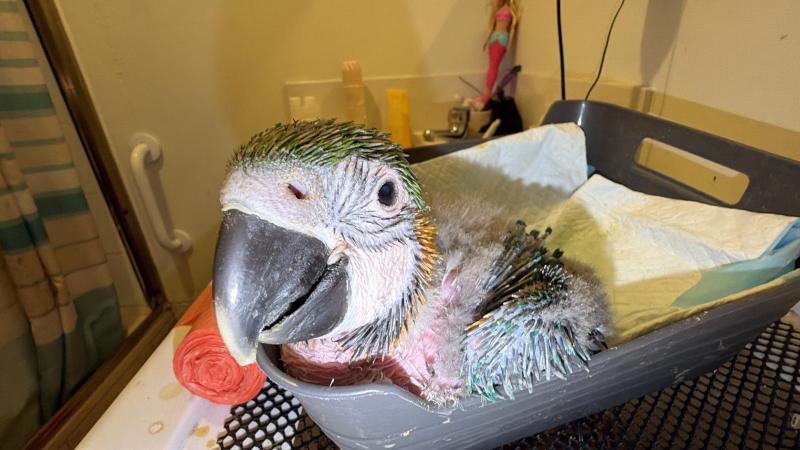 Baby macaw 45 days old