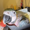 Baby macaw 45 days old