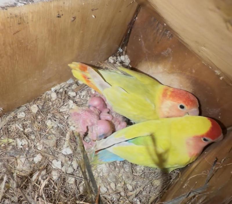 Lovebirds for hand rearing