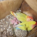 Lovebirds for hand rearing