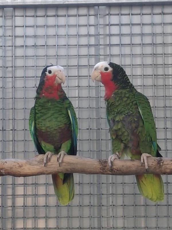 CUBAN Amazon pair