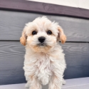 Poodle x chihuahua