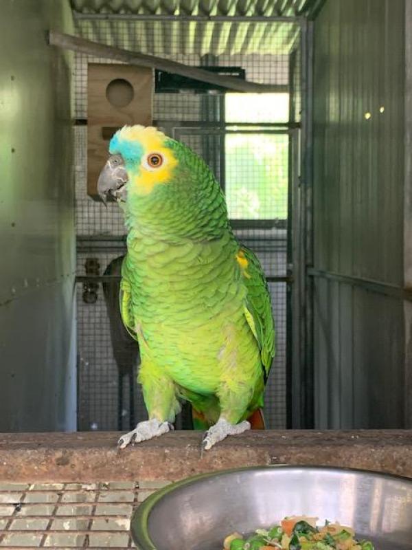BFA Male Proven Aviary Bred Lost his mate