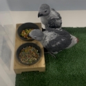 African Grey babies