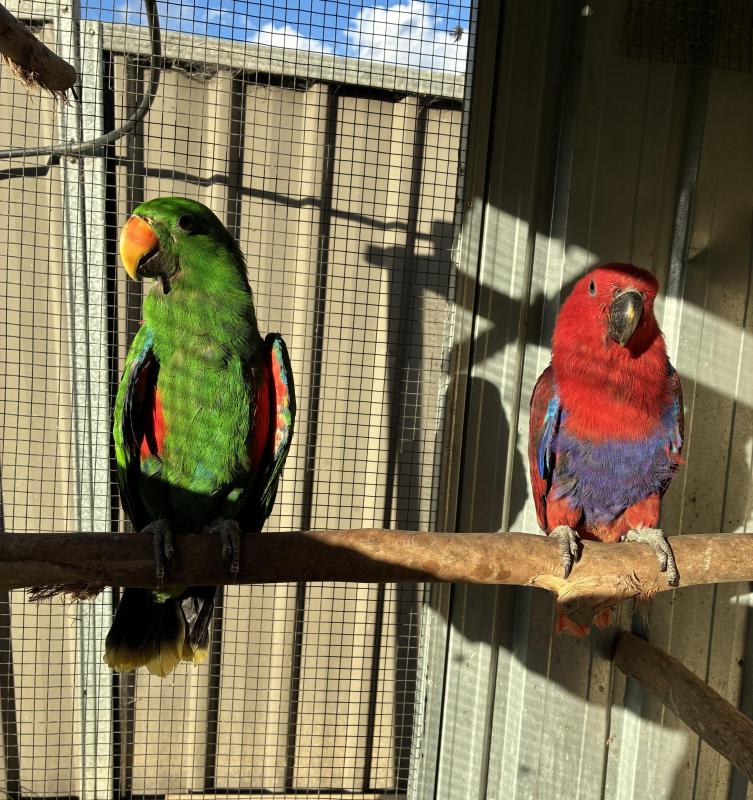 Aru eclectus