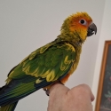 Sun conures  hand raised