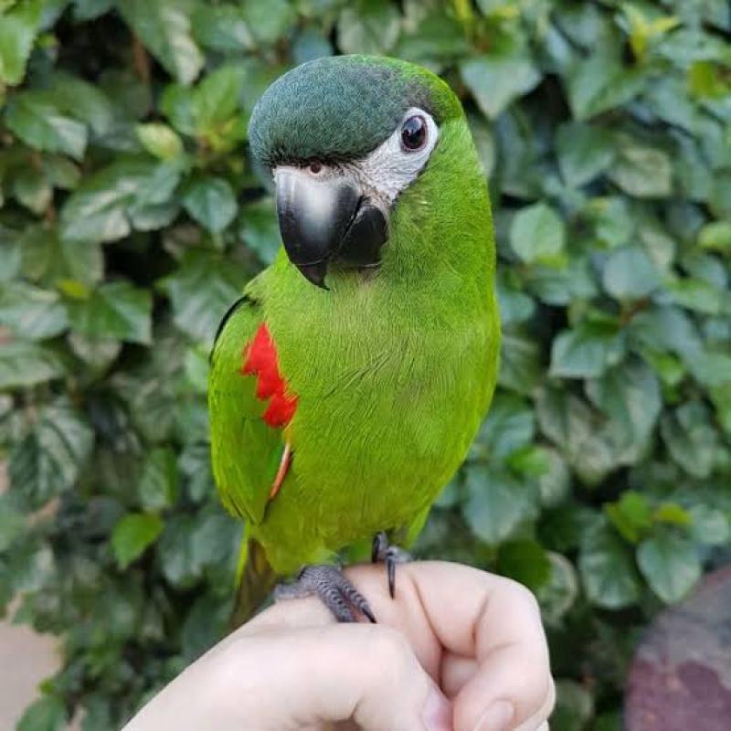 WANTED MALE HAHNS MACAW