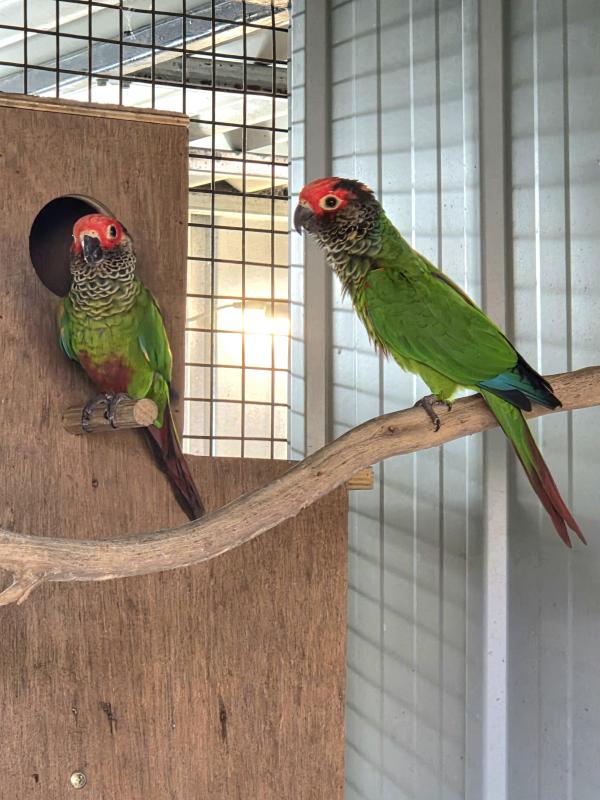 Rose-fronted Conures