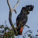 Wanted: black cockatoo hand rear