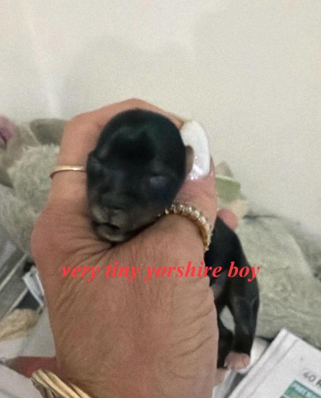 Tiny Yorkshire terrier puppies