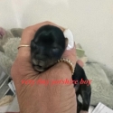 Tiny Yorkshire terrier puppies